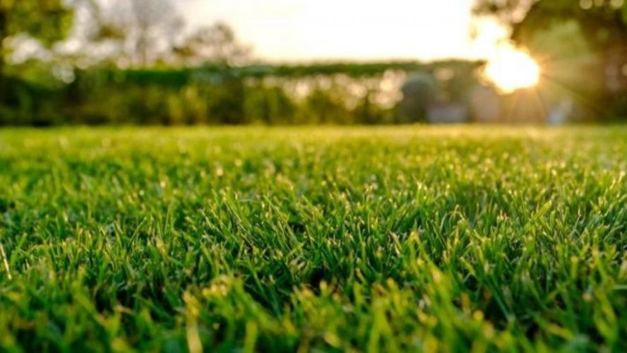 ¿Cómo cuidar el césped?