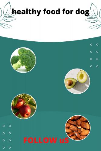 healthy food for dog