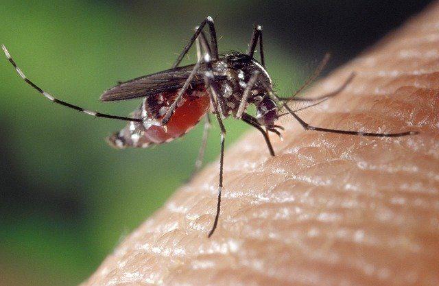 5 Reasons mosquitoes bite you more than other people