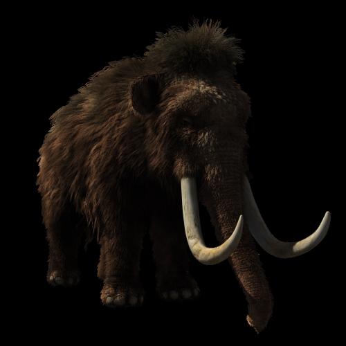When did Woolly mammoth go extinct?
