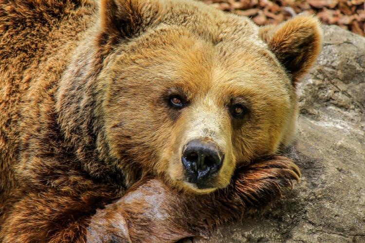When do bears come out of hibernation?