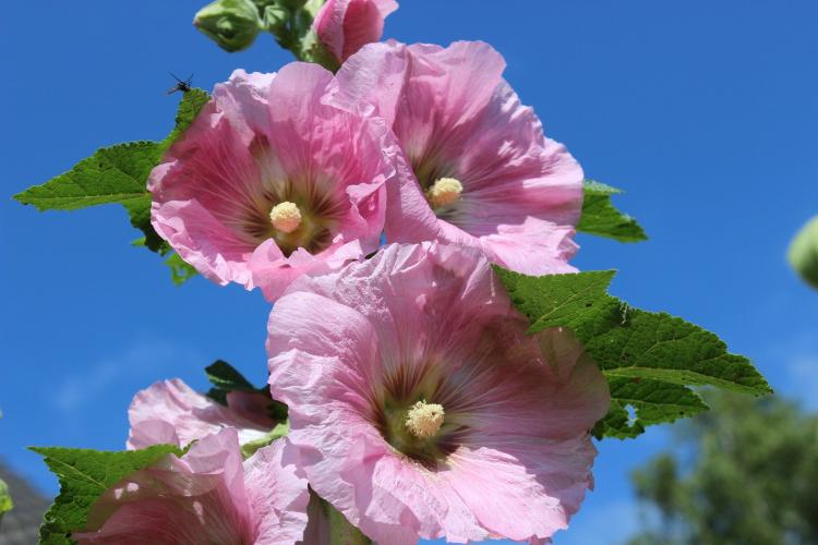 Hollyhocks when to plant