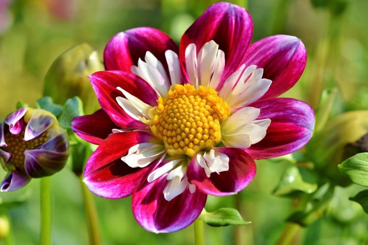 Zinnias when to plant 