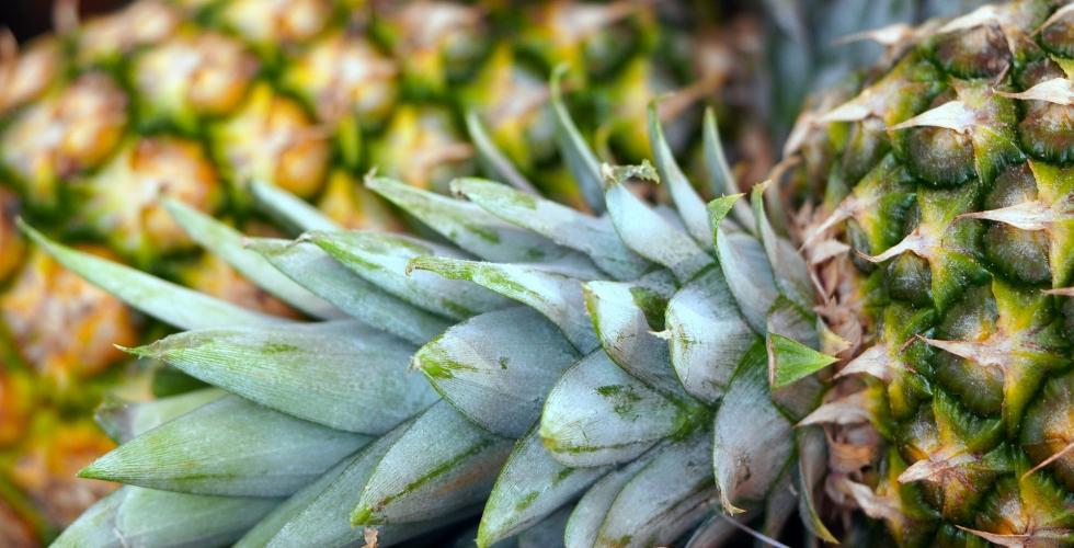 How are pineapples grown