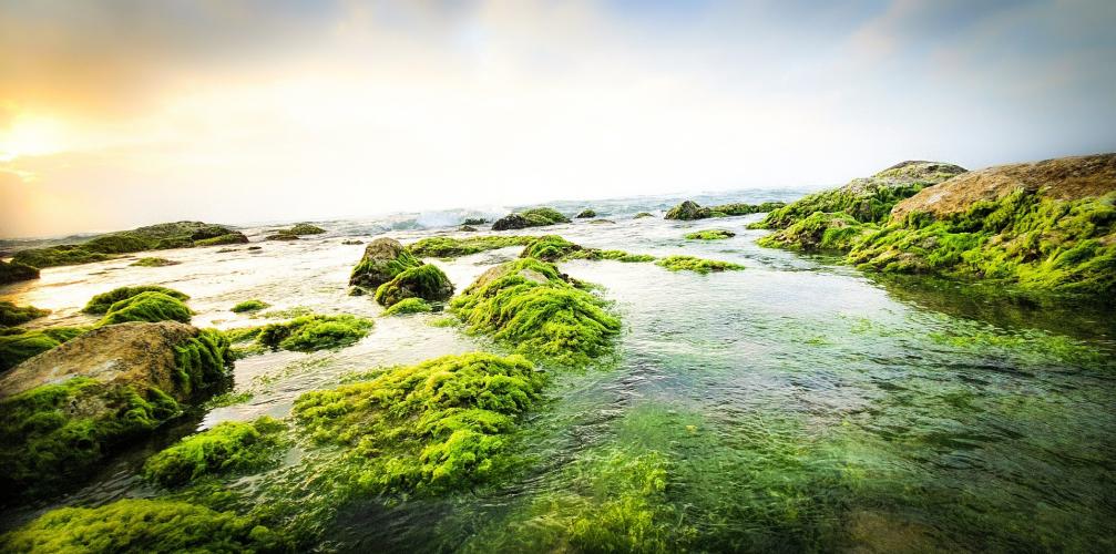 What is sea moss?