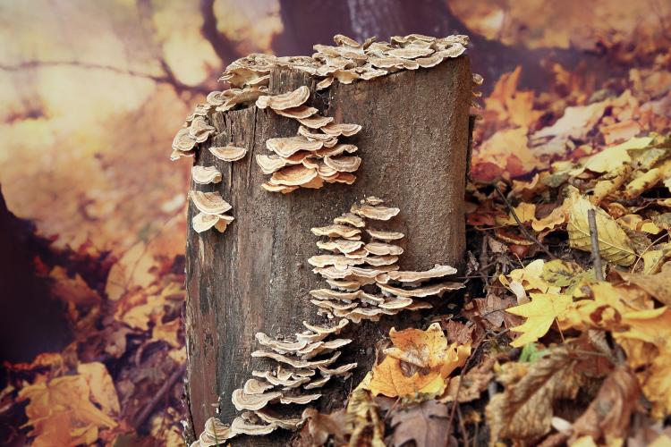 Wat zijn ontgifters?