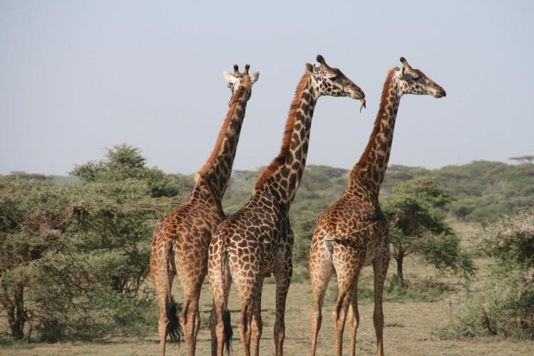 How tall is a giraffe  