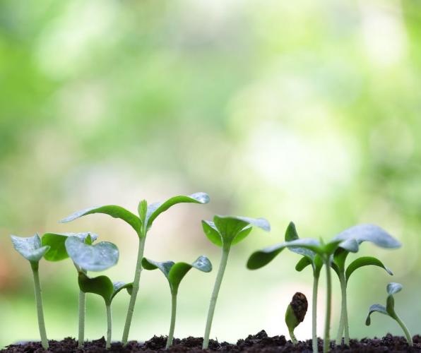 How many plants on Earth?