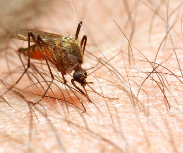 How to get rid of mosquito bites: 11 Best Ways you should know