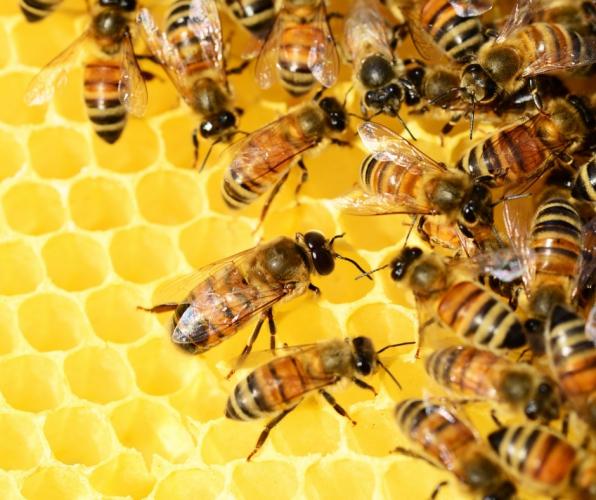 How do bees make honey?