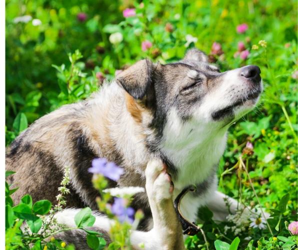 What is Hotspot on Dogs?