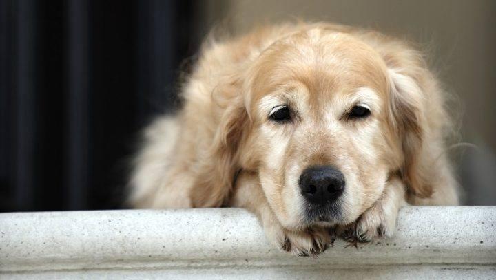 Cancer in dog's liver