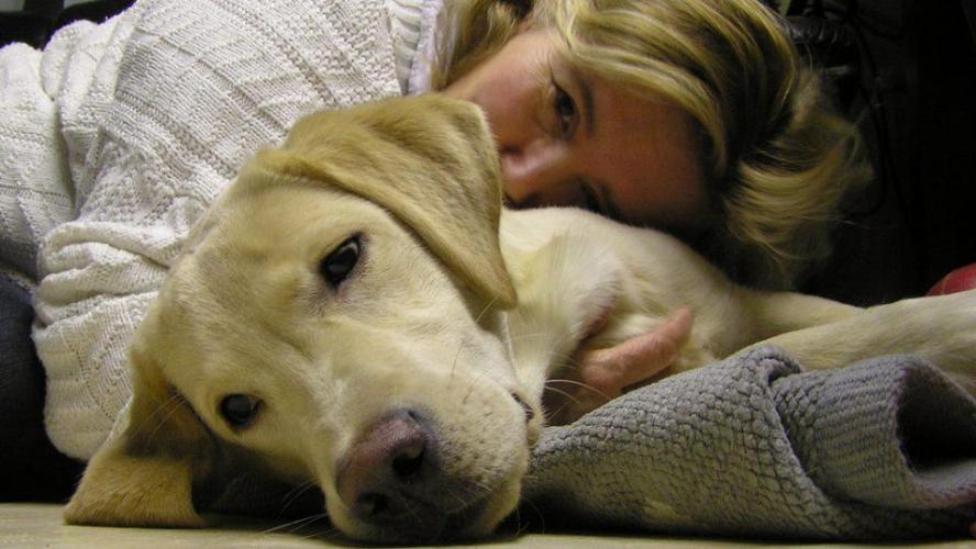 Dogs with skin cancer 