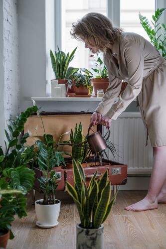    Ideas for Indoor Gardening