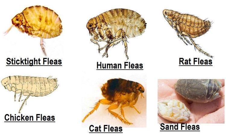 What Do Fleas Look Like?