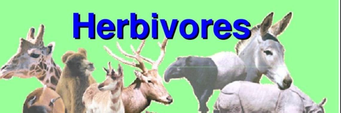 What are Herbivores ?