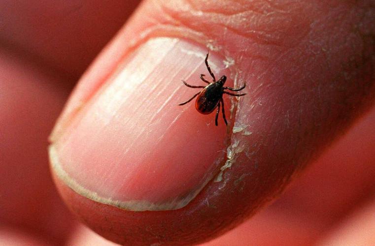 Tick bites and what to watch out for