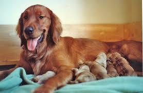 What to watch out for after dog gives birth