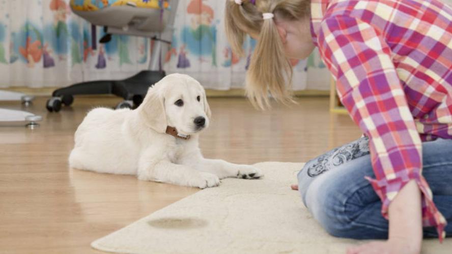 How to potty train a puppy?
