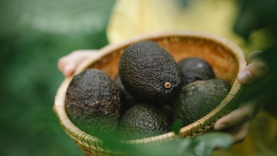 How to grow an avocado?