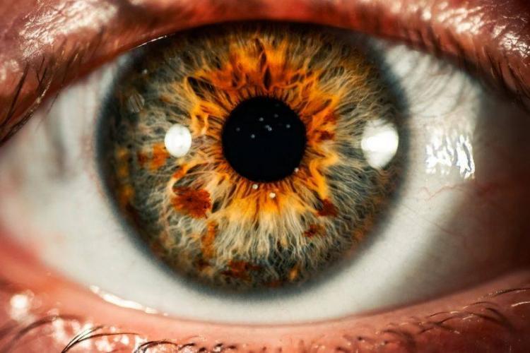 What color is hazel?