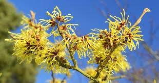 What is witch hazel for?