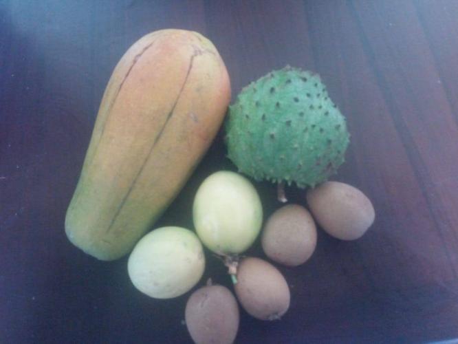 Mi huerto nutritivo y medicinal