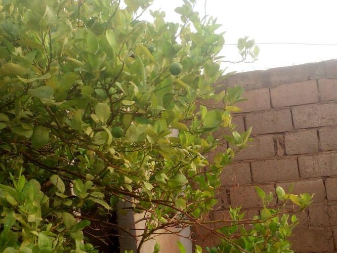 Mi huerto nutritivo y medicinal