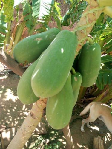 Mi huerto nutritivo y medicinal