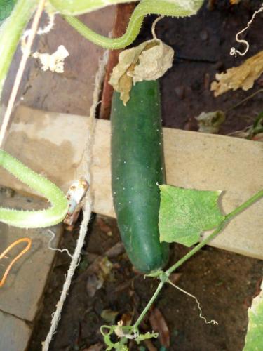 Mi huerto nutritivo y medicinal