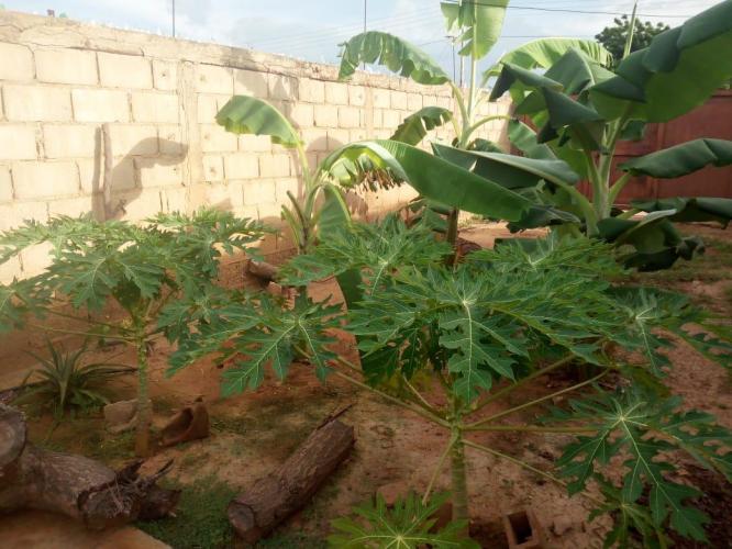 Mi huerto nutritivo y medicinal