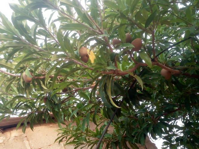 Mi huerto nutritivo y medicinal