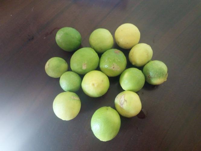 Mi huerto nutritivo y medicinal