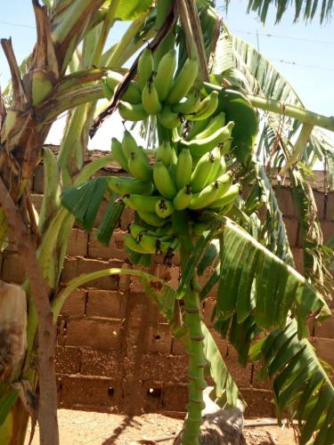 Mi huerto nutritivo y medicinal