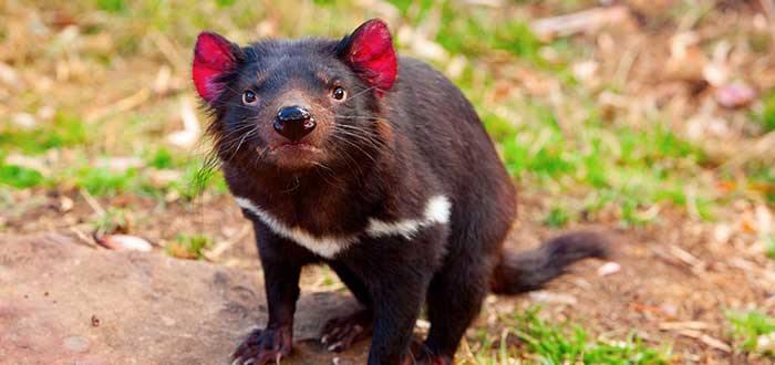  Vuelven los demonios de Tasmania a Australia Continental