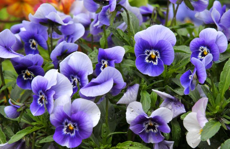        Best flowers for home garden