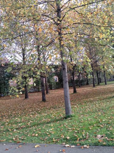 Does Autumn bring sadness or happiness?