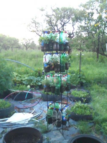 I've been looking at bottle towers as part of a recycling project. Strawberries do well and so does the thyme.