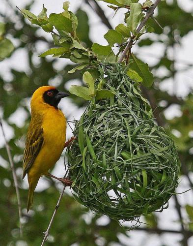 For us it is the little weaver finches, rolling chirping, stripping leaves off branches and then master building the nests, one little guy built twenty two nests last year.