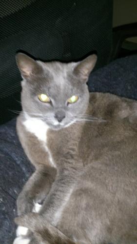 Lol, Marion. You are aware of the fact that you don't own the cat, but that the cat owns you? We have a gray lady. When my son found her in the bush 26 years ago she was flea ridden eyes swollen closed and full of ticks and sores. The only thing right about this un weaned kitty was its whiskers stuck out, and thus the children named her Whiskers which after the surprise survival became Wikki ! She at the age of sixteen still has me wrapped around her paw! The little white lip makes me call her the "Milk Thief"