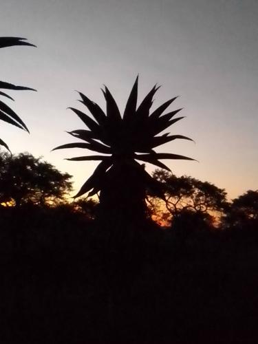 A bushveld dusk