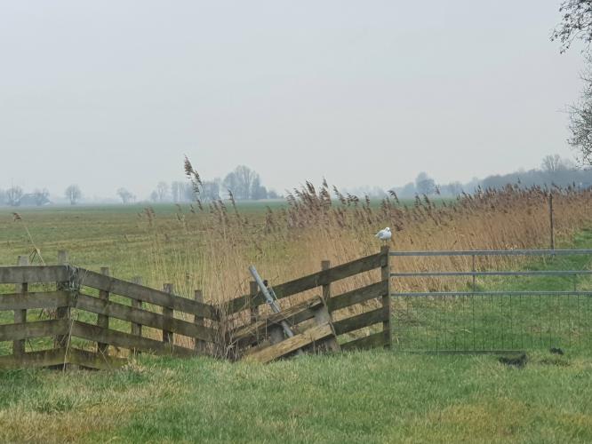 A nature cemetery...