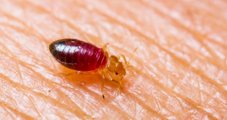 What does bed bugs look like?