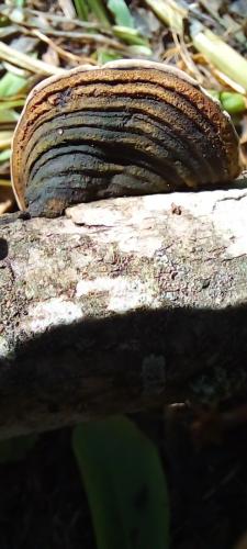 Cracked cap polypore (Phellinus Robiniae)