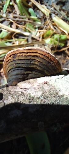 Cracked cap polypore (Phellinus Robiniae)