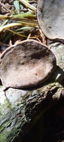 Cracked cap polypore (Phellinus Robiniae)