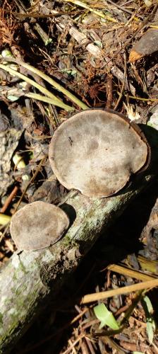 Cracked cap polypore (Phellinus Robiniae)