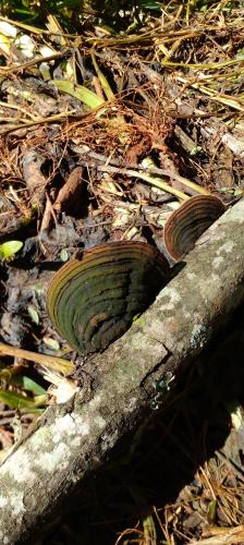 Cracked cap polypore (Phellinus Robiniae)