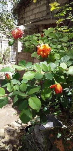 Un poco de mi jardin en casa.