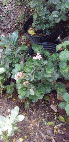 Un poco de mi jardin en casa.